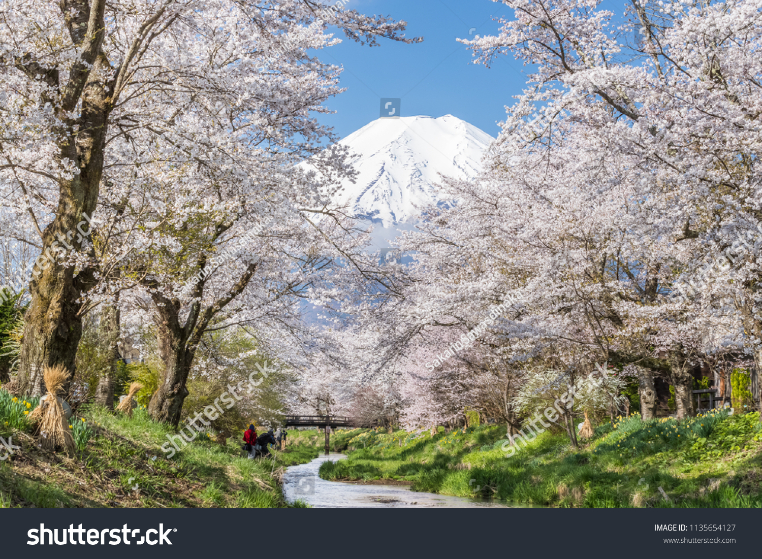 Sakura tree and Mountain Fuji at Oshino Hakkai in spring season