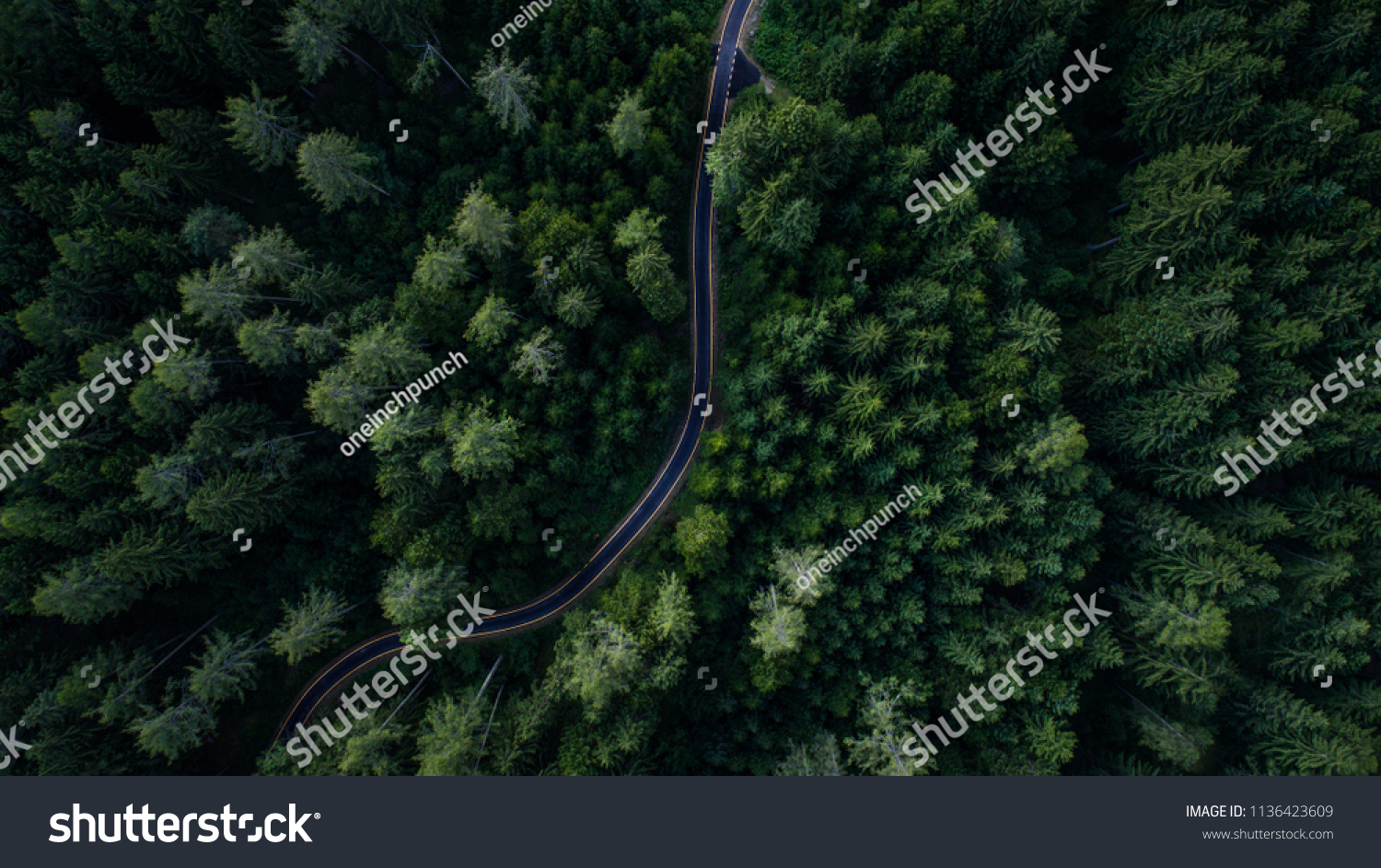 Narrow street between woodland  drone's view