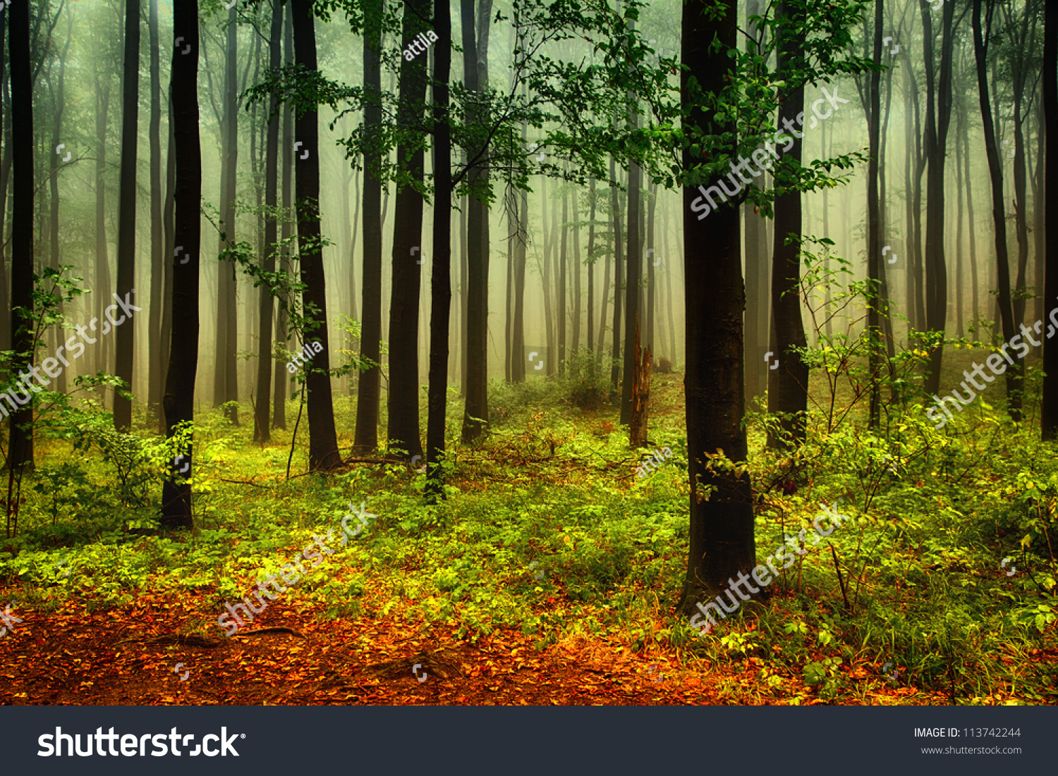 autumn forest