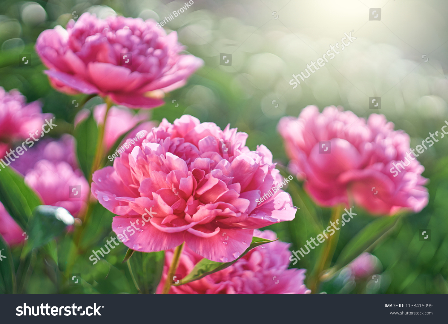Pink flowers peonies flowering in peonies garden.         