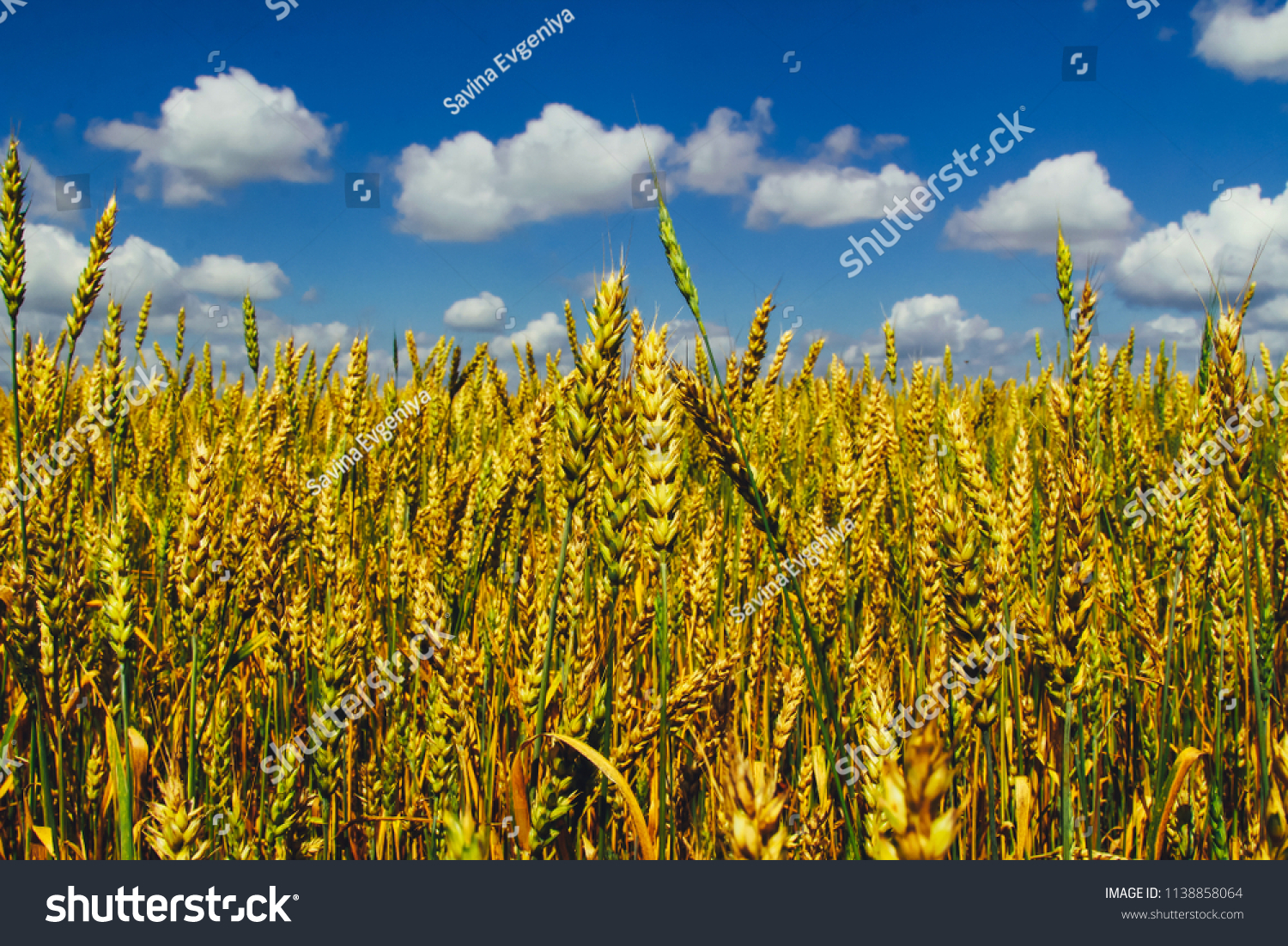 wheat field against blue cloudy sky. closeup of wheat ears.