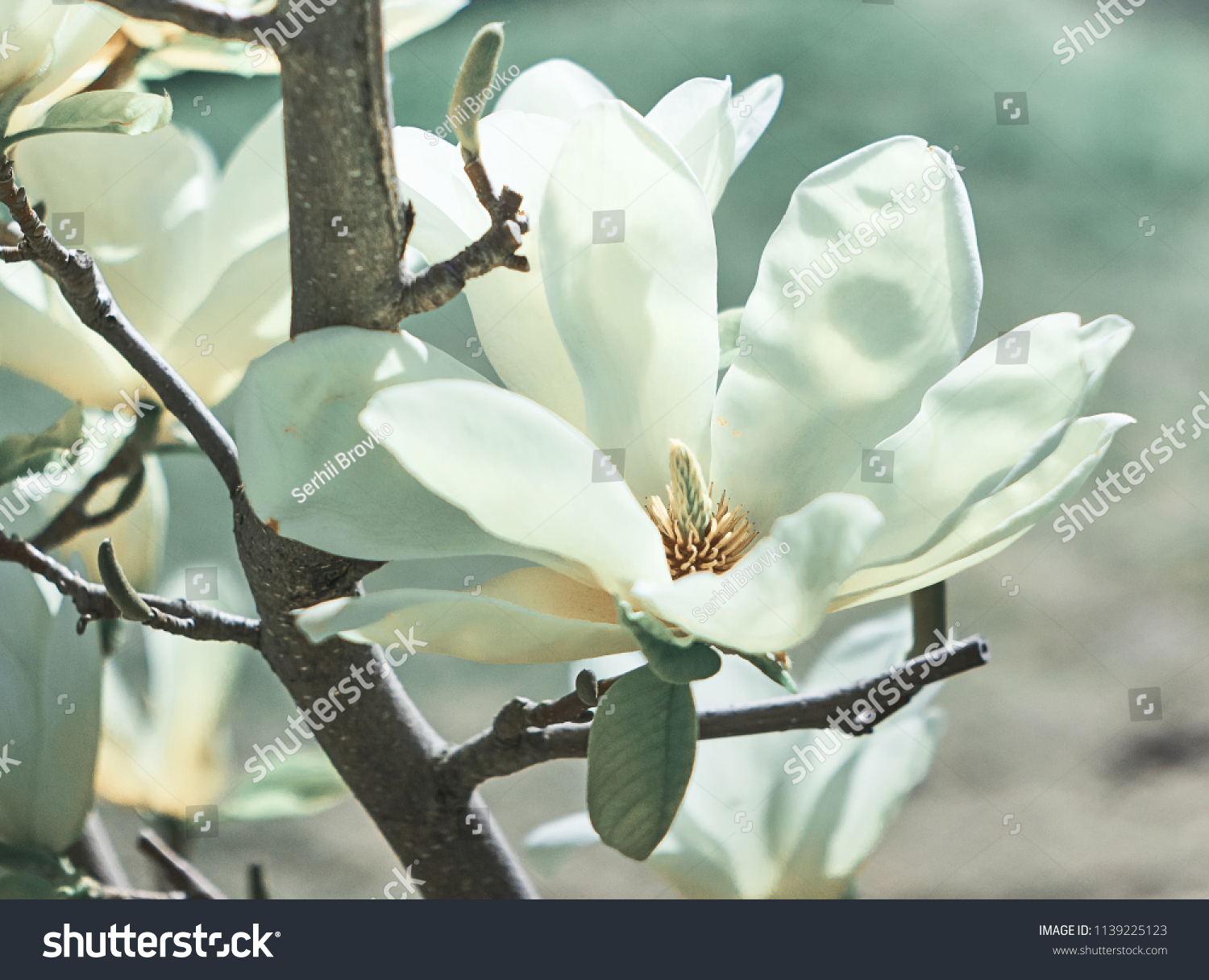Magnolia flower. Nature.