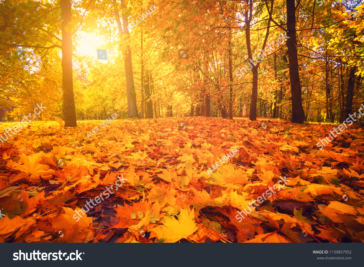 Autumn nature. Fall scene. Tranquil background. Colorful foliage on trees and path in park. Bright sun shining over road through trees with yellow orange red leaves.