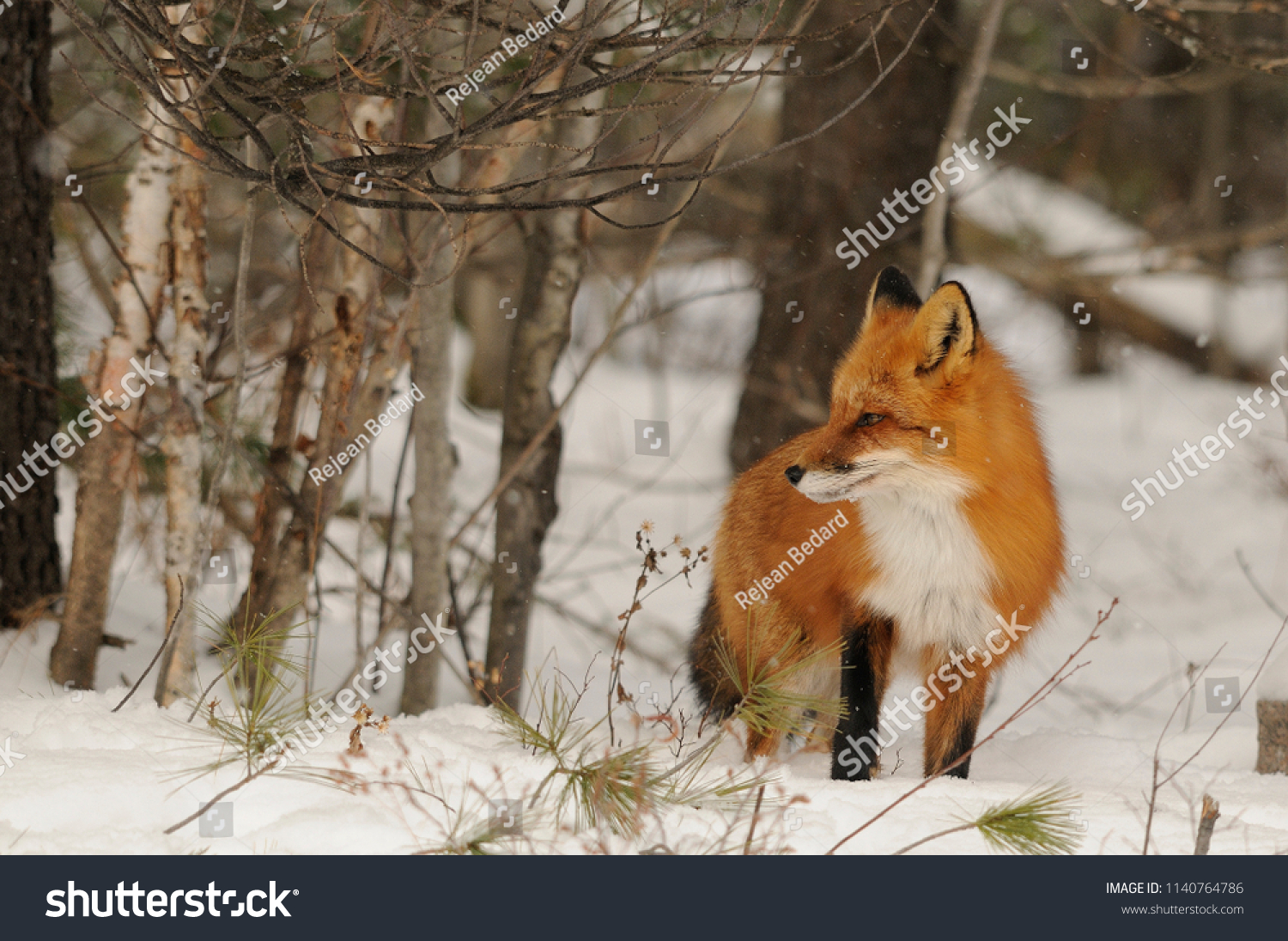 Red Fox in its winter surrounding.