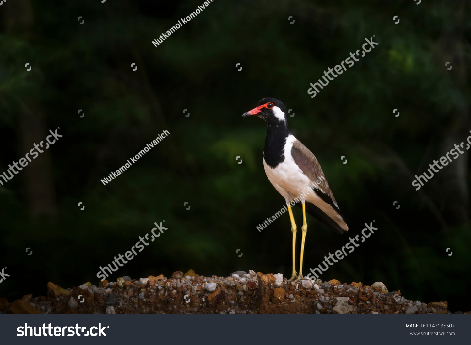 Red-wattled lapwing bird with small legs standing on small rock