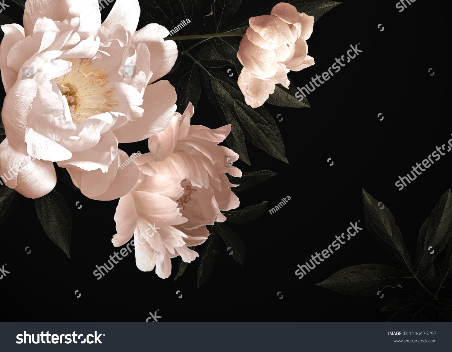 Floral vintage card with flowers. Peonies tulips lily hydrangea on black background. Template for design of wedding invitations holiday greetings business card decoration packaging