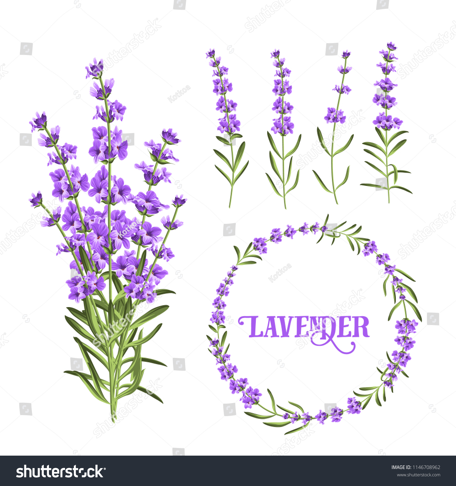 Set of lavender flowers elements. Botanical illustration. Collection of lavender flowers on a white background. Vector illustration bundle.