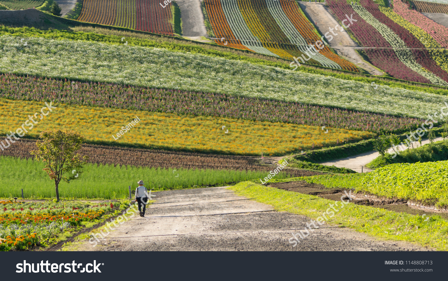 A man walking on a road watching for colorful flower garden of Shikisai-no-oka hill in Biei Hokkaido Japan