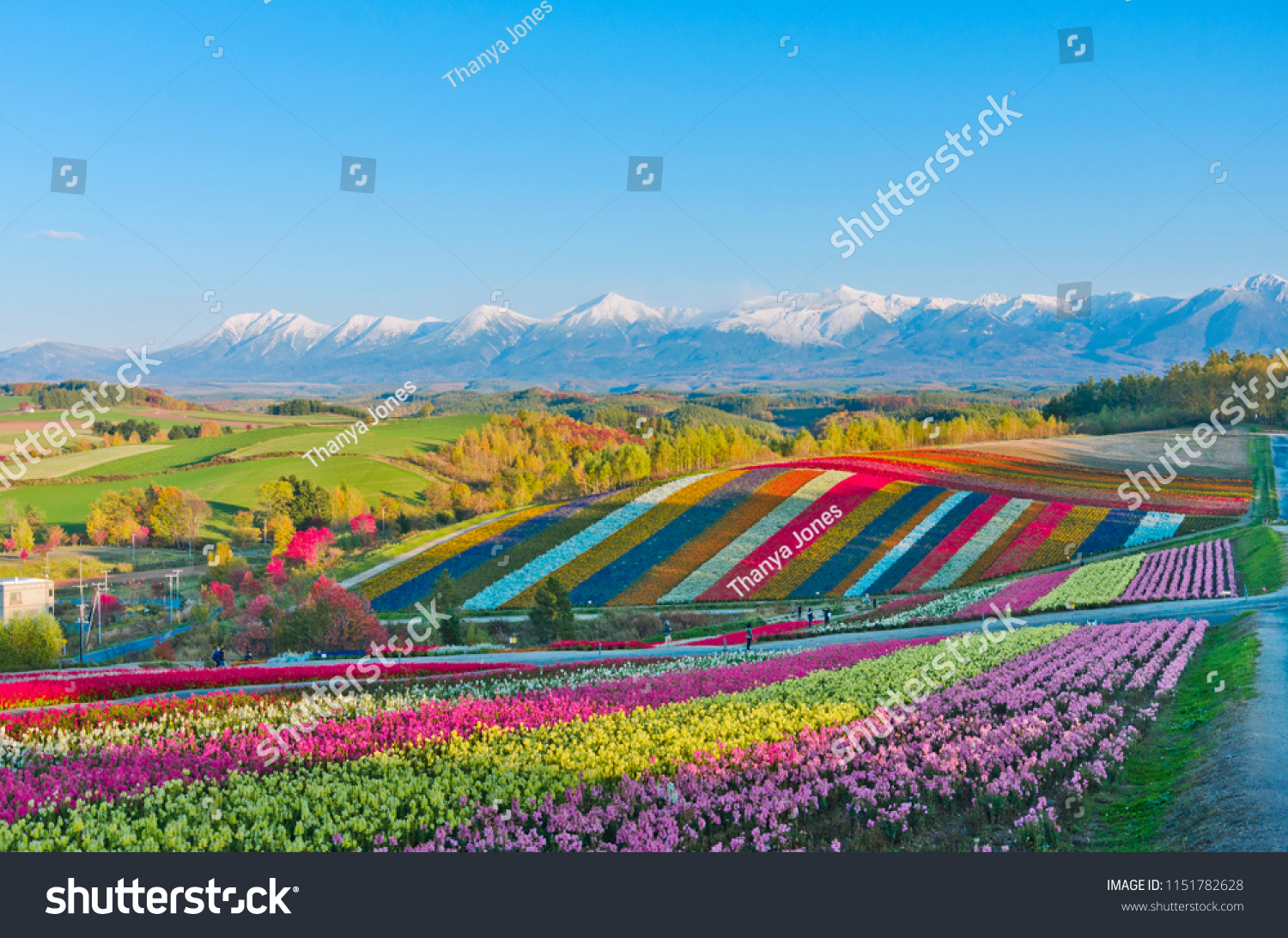 Panoramic Flower Gardens Shikisai hill in Biei  Japan.