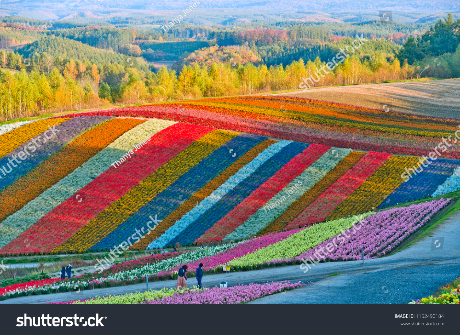 Beautiful flowers farm colorful hill at Biei  Hokkaido  japan