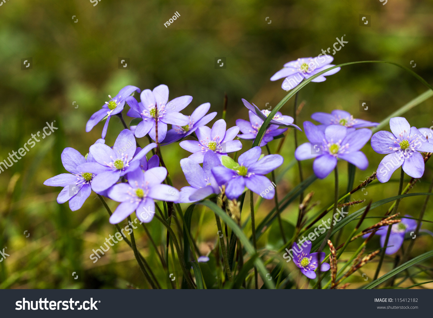 spring flowers