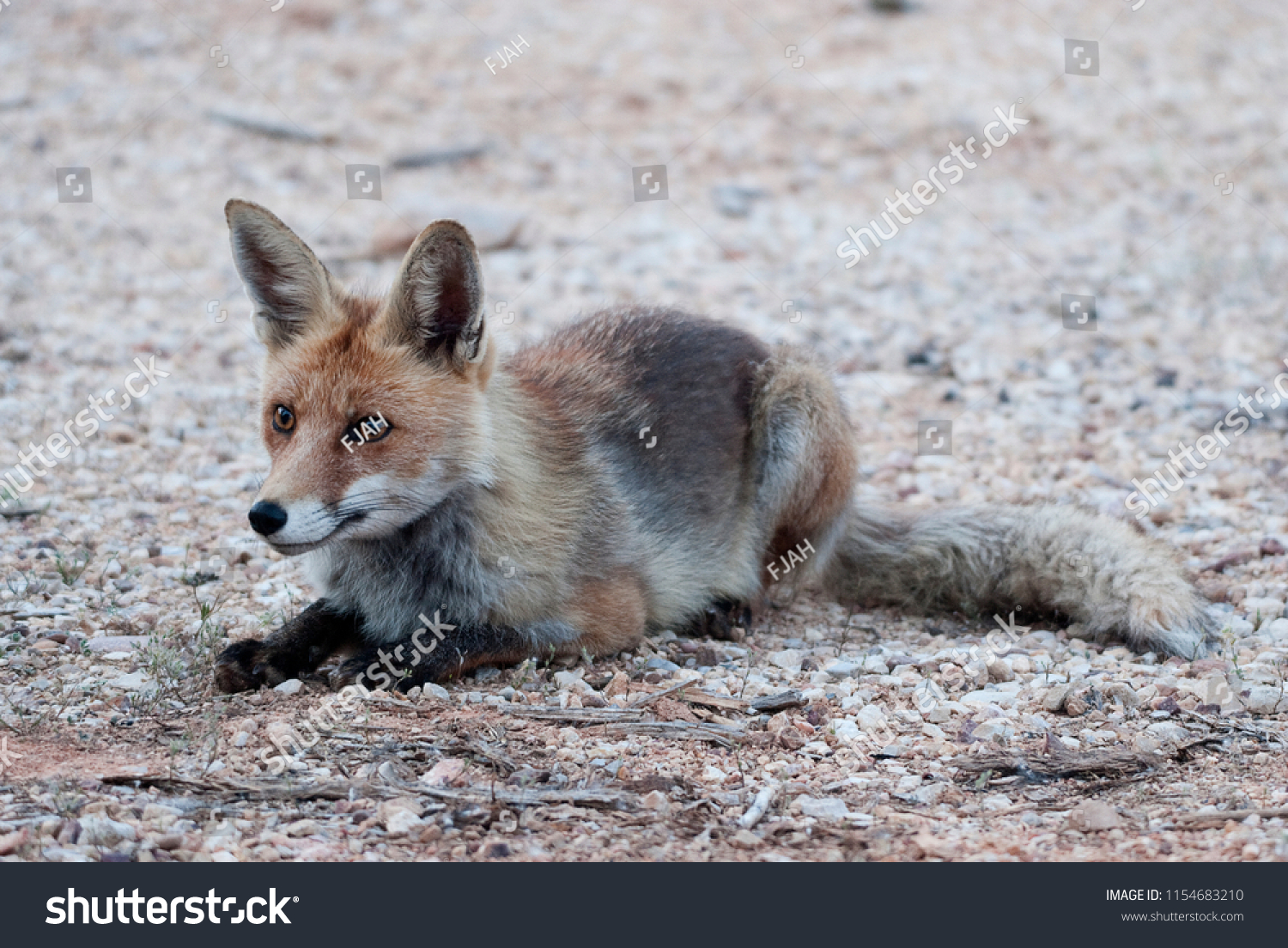Fox  vulpes vulpes  portrait sitting resting