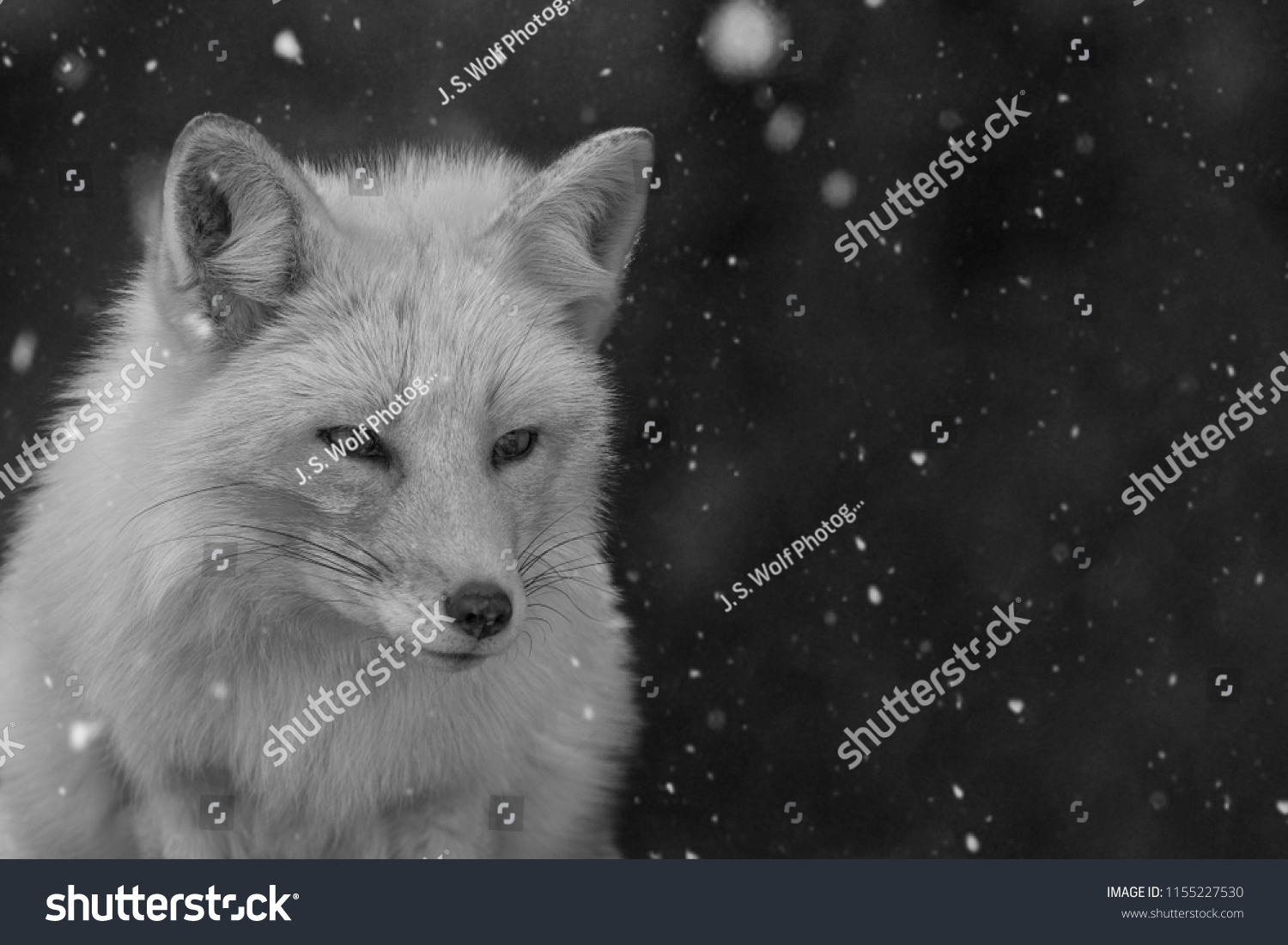 black and white fox in snow