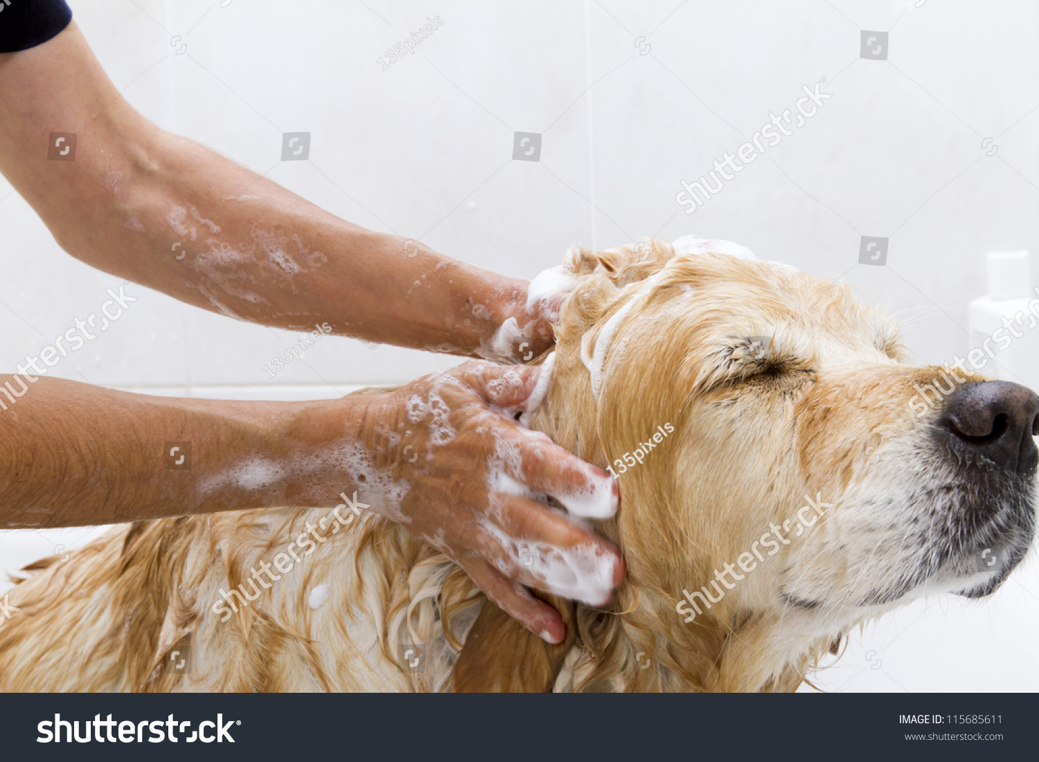 A dog taking a shower with soap and water