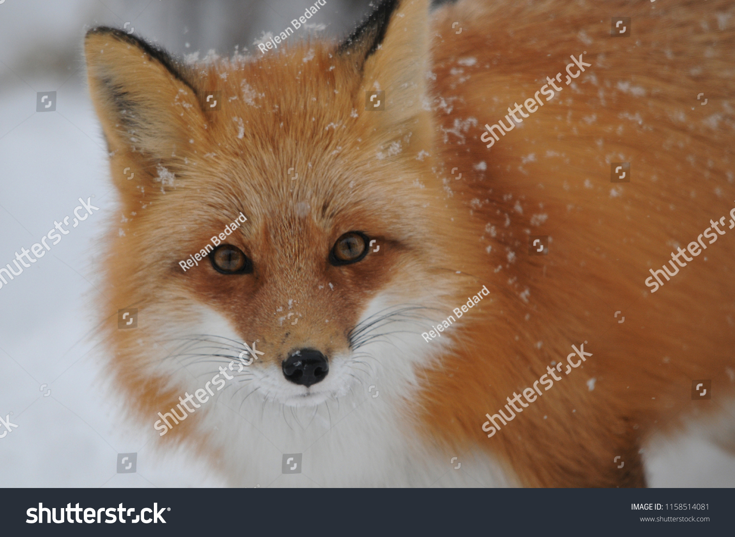 Red Fox enjoying its environment.