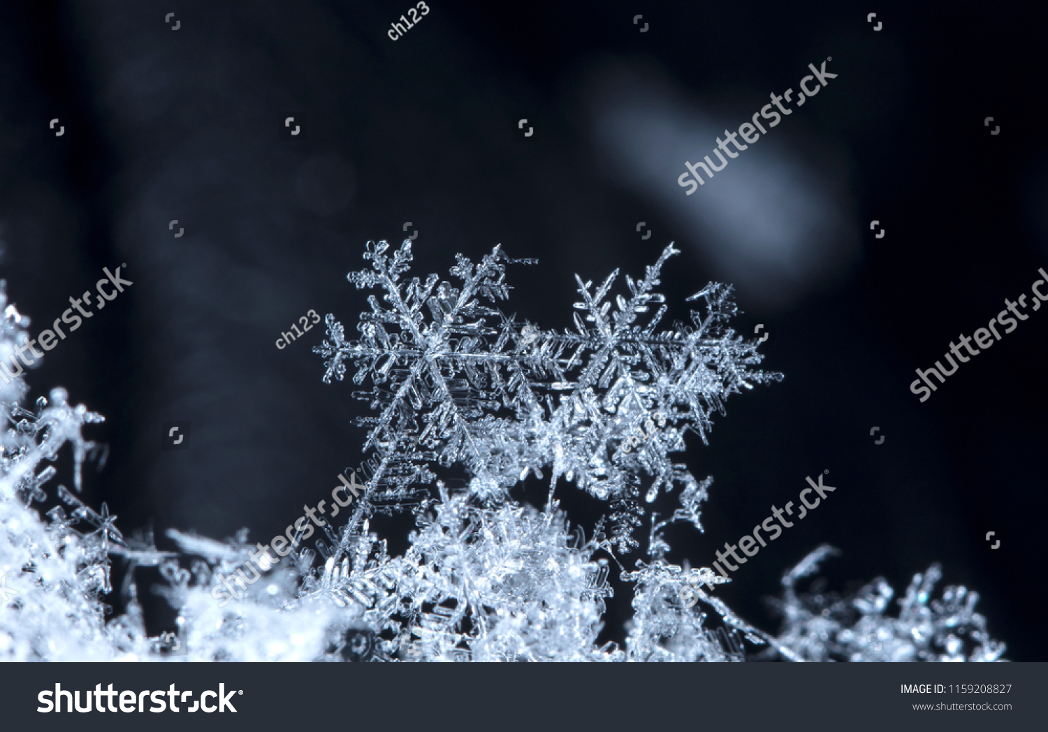 snowflake  little snowflake on the snow