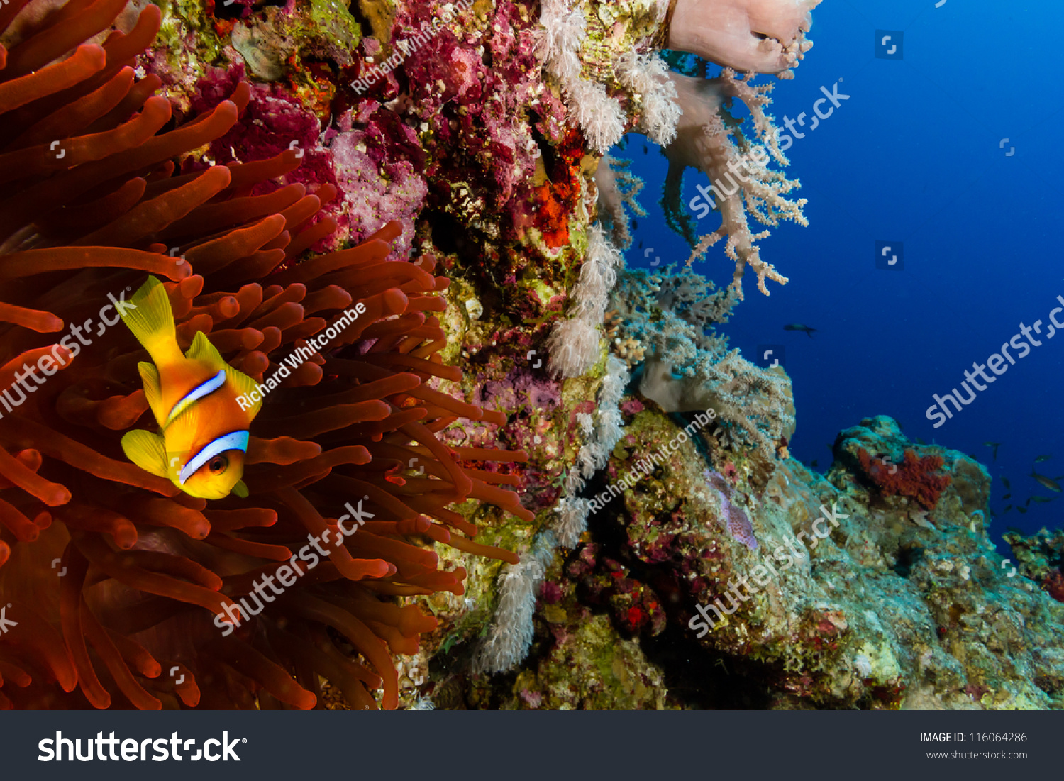 Clownfish and a bright red Anemone on a coral reef wall at the Blue Hole in Dahab  Egypt