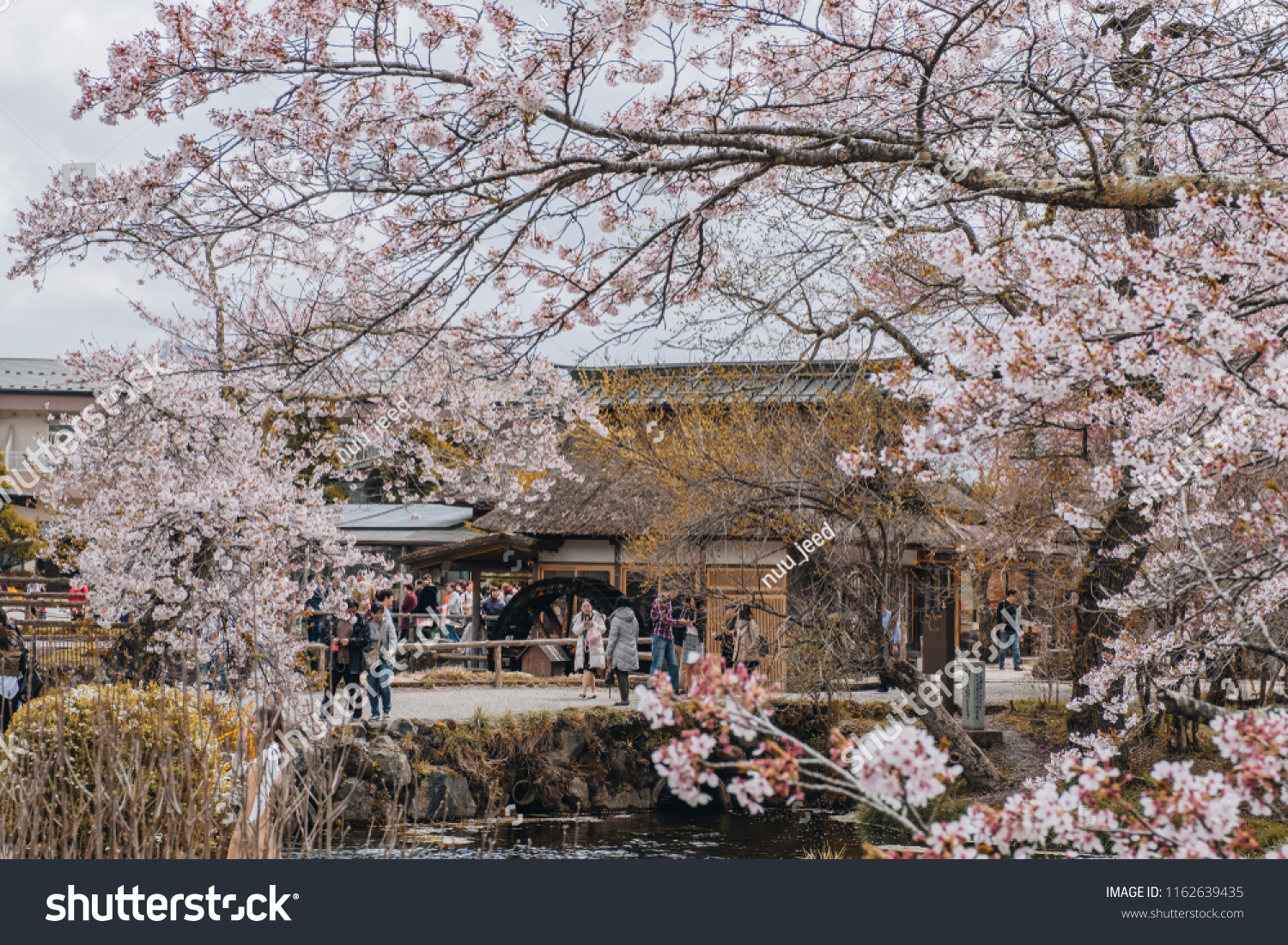 the sakura full bloom festival in Oshino hakkai  Yamanashi Japan. 