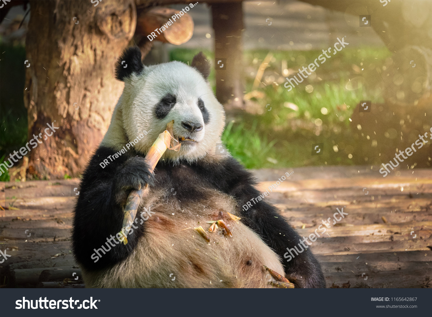 Chinese tourist symbol and attraction - giant panda bear eating bamboo. Chengdu Sichuan China