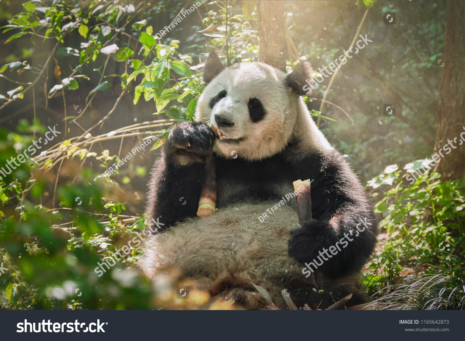 Chinese tourist symbol and attraction - giant panda bear eating bamboo. Chengdu Sichuan China