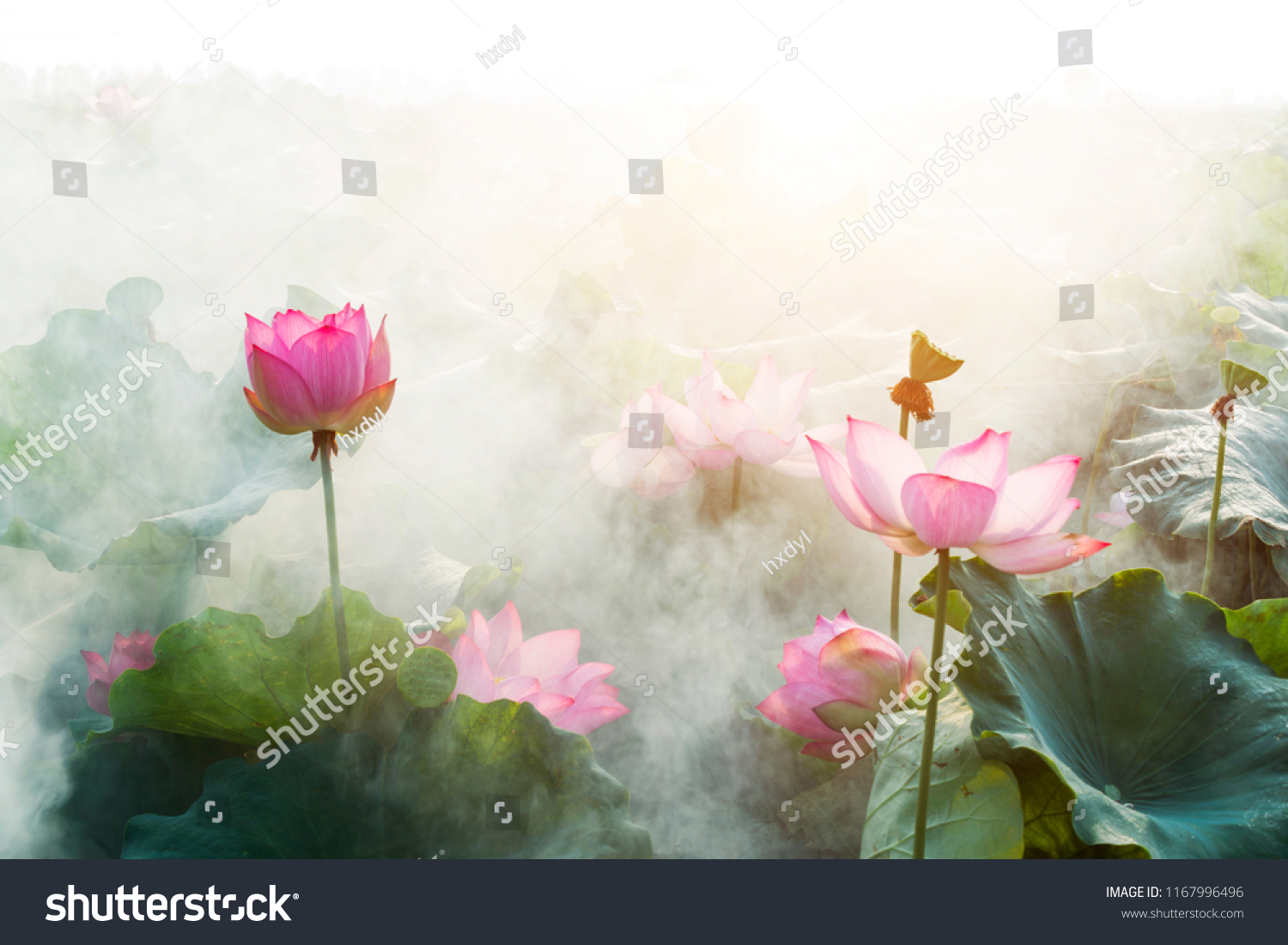 lotus flower blossom  