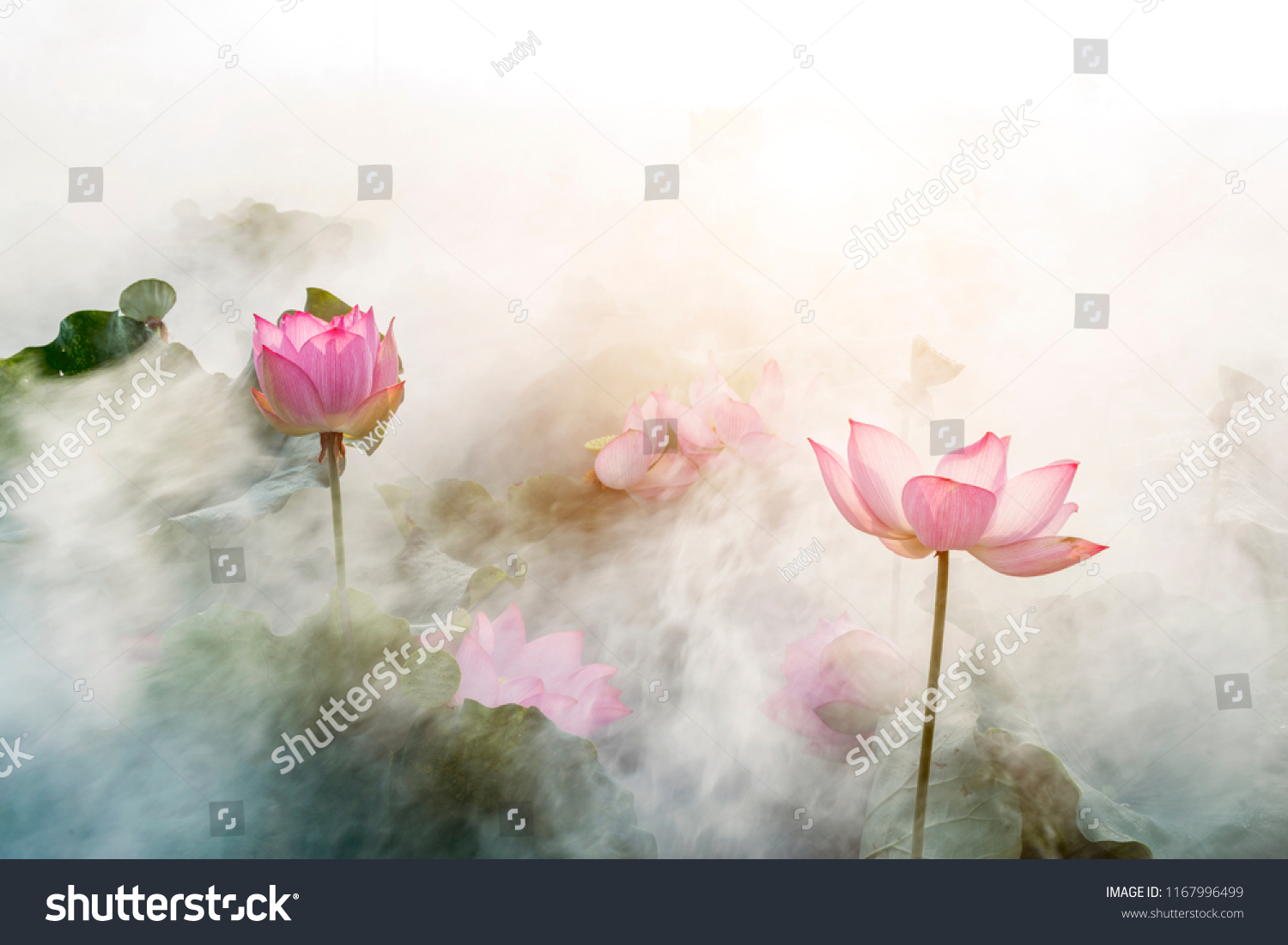 lotus flower blossom 