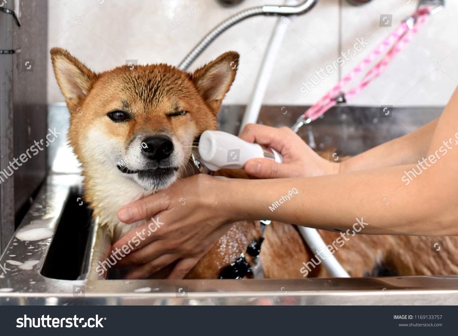 shiba inu take a shower