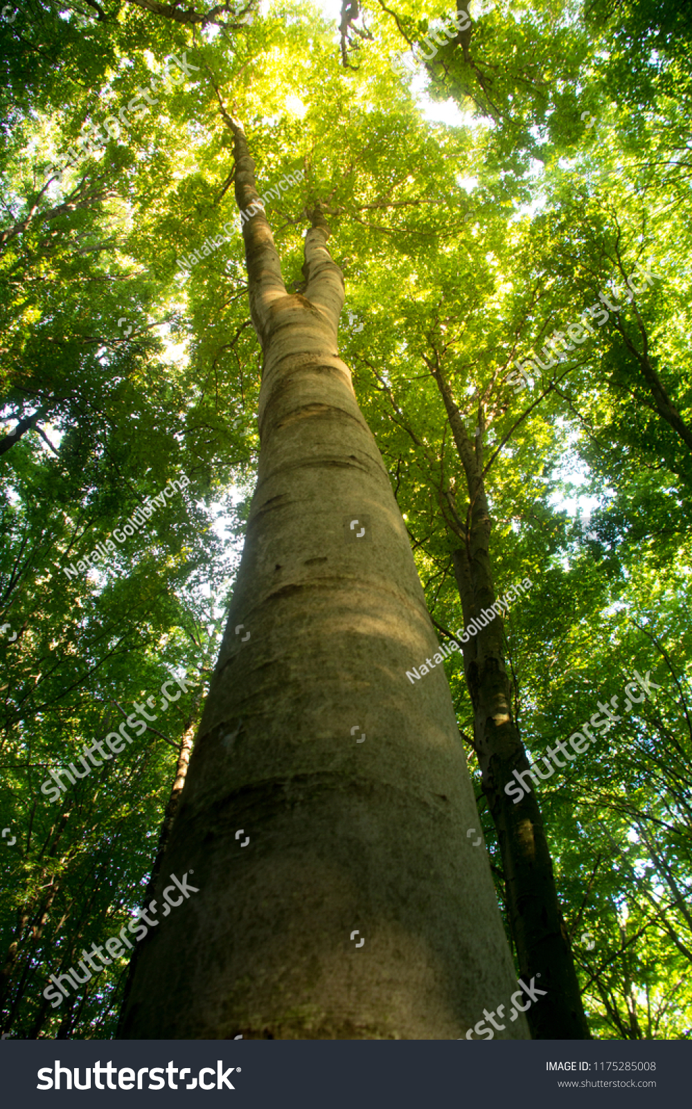 beech is a deciduous tree