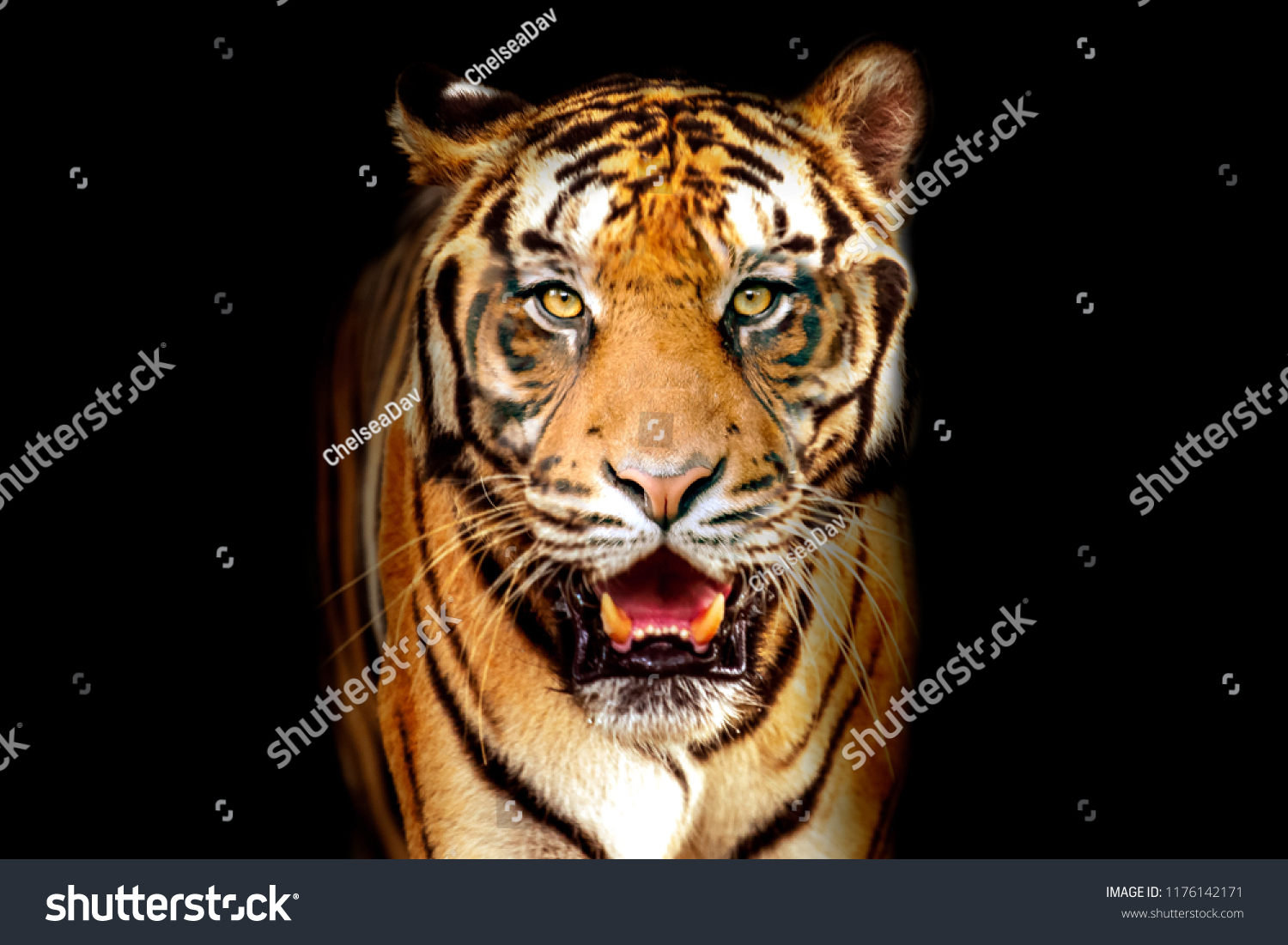 tiger face front view dark background
