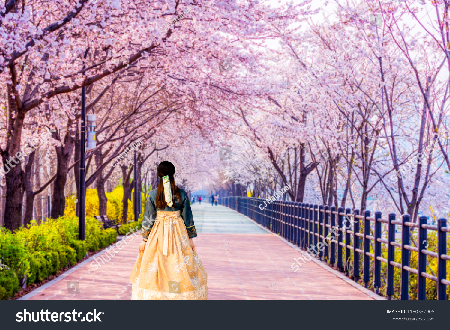 Korean Girls dressed Hanbok.Cherry blossom of Spring in Seoul  South Korea .