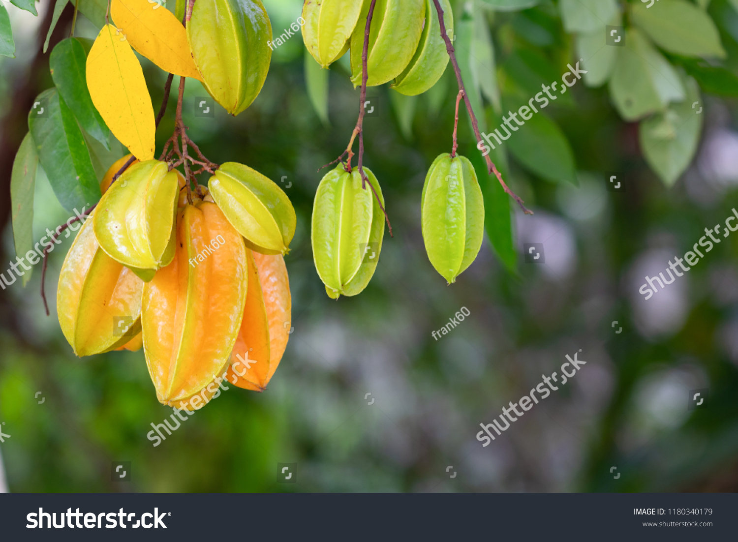 Star apple fruit  Organic Fresh Star fruit or Carambola (Averrhoa carambola) on the Tree