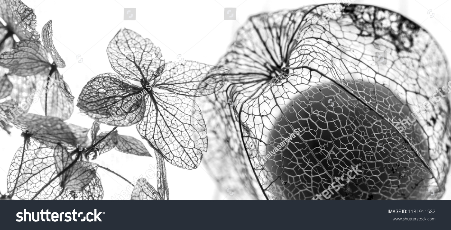 autumn leaves in the detail