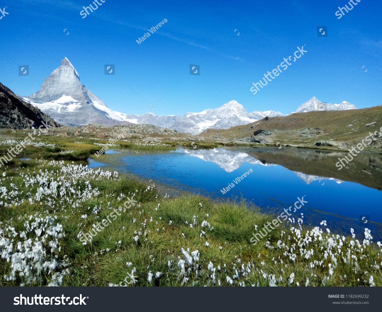Mountain lake white flowers and the Matterhorn reflected in the lake on ...