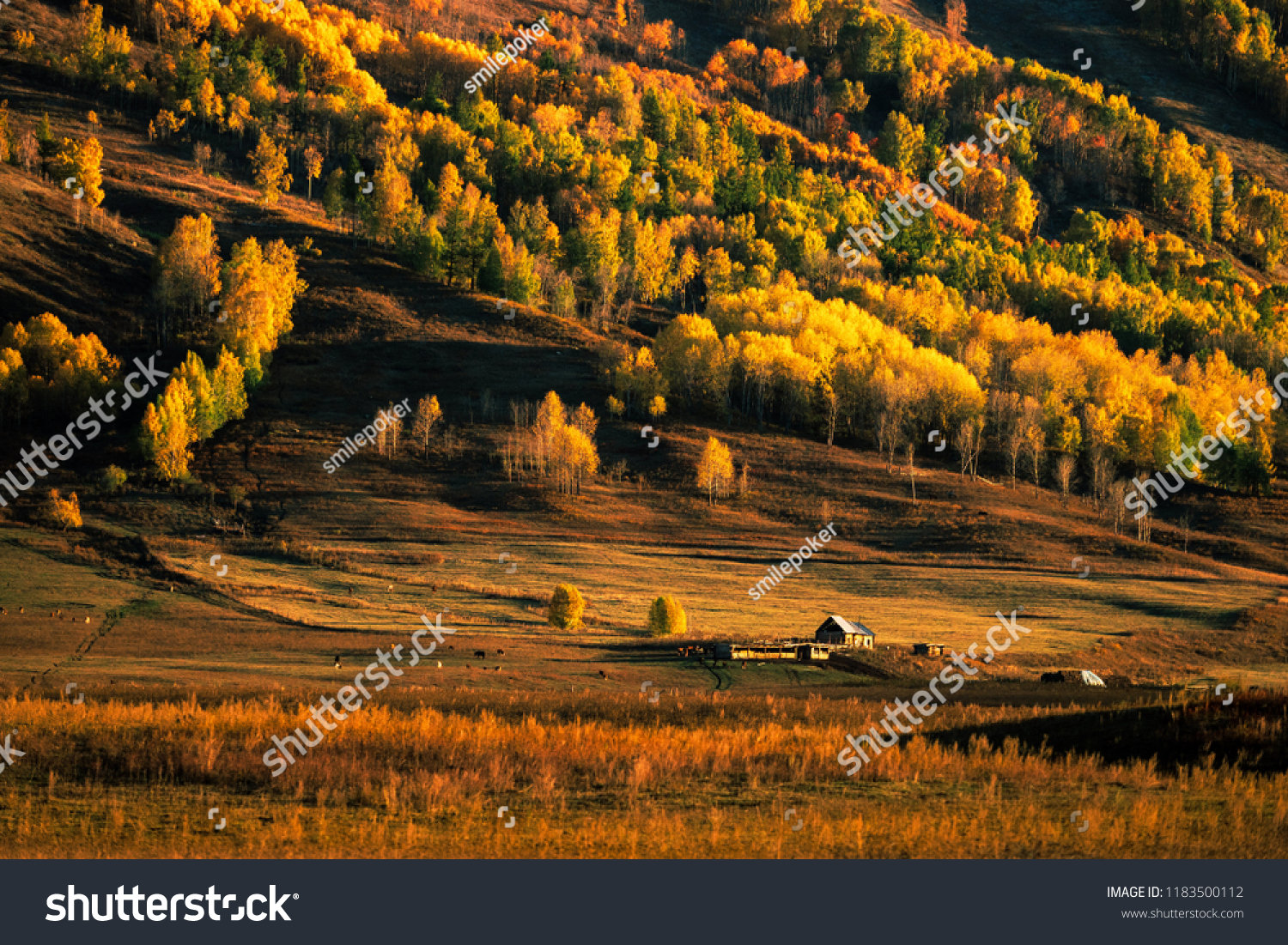 Colorful of autumn forest and on mountain from sunrise time in Hemu village Xinjiang China