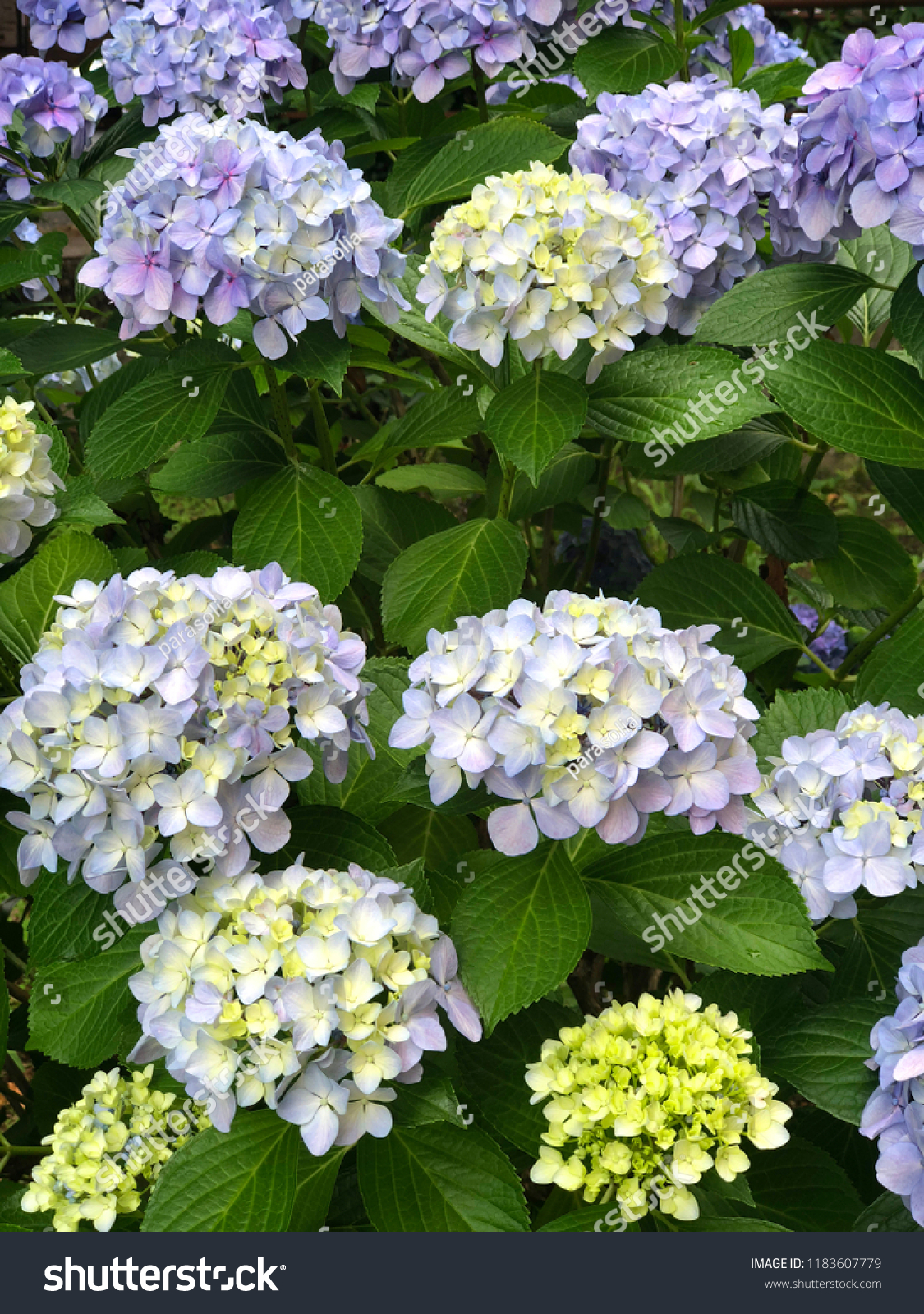 bushes with blue hydrangea