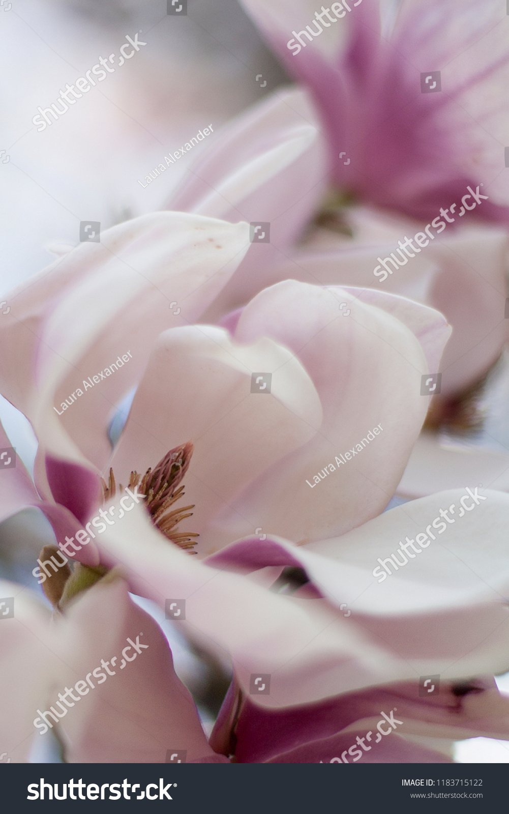 Closeup of Magnolias