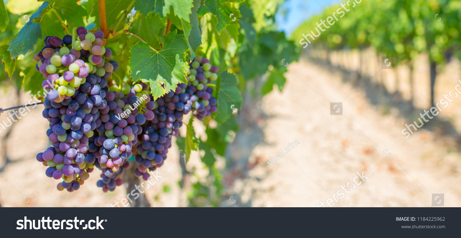 Vineyards of Italy grape and winery on a sunny day Italian wine making