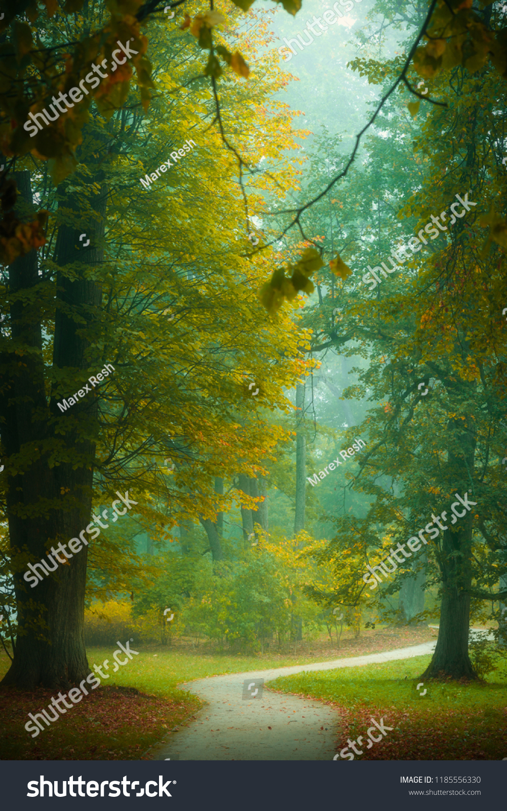 beautiful view of misity autumn morning in the forest