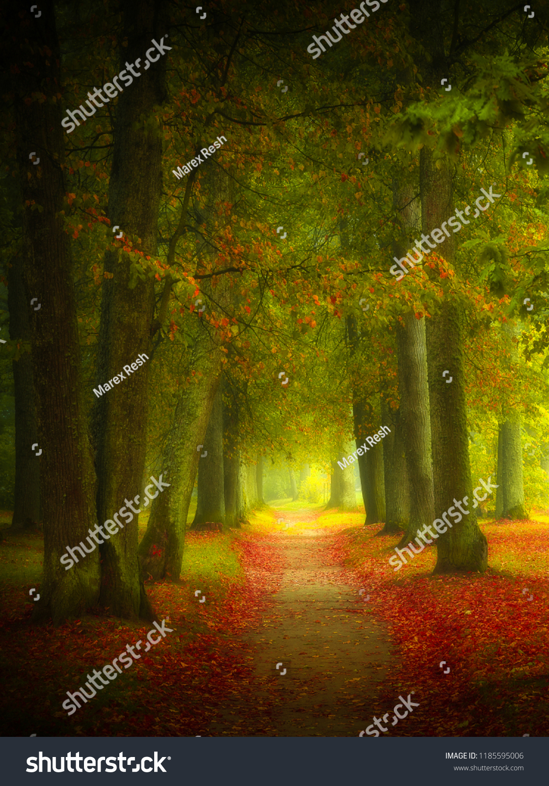 beautiful foggy autumn forest  and forest path leading trough the forest
