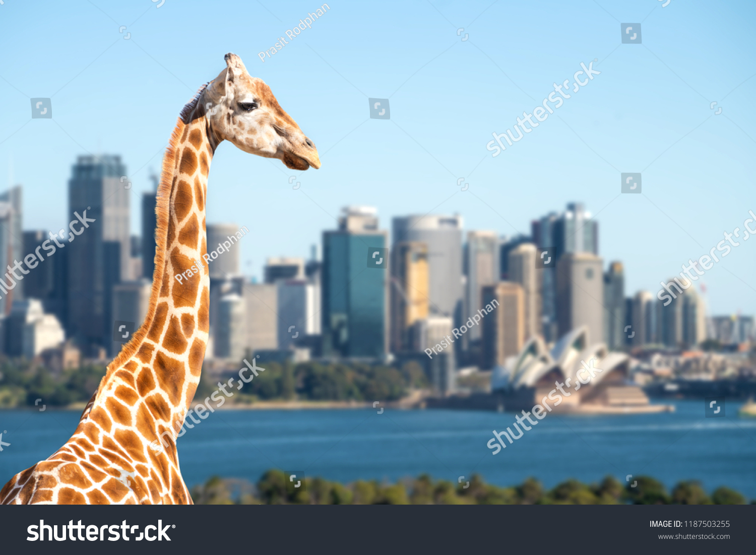 Giraffes at Taronga zoo overlook Sydney harbour and skyline on a clear summer's day in Sydney  Australia