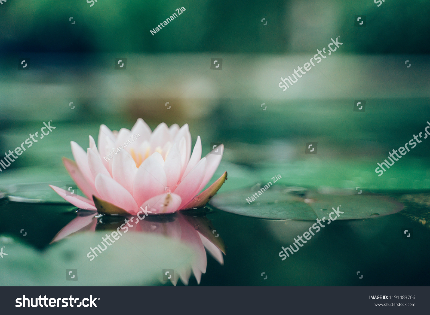 beautiful lotus flower on the water after rain in garden.