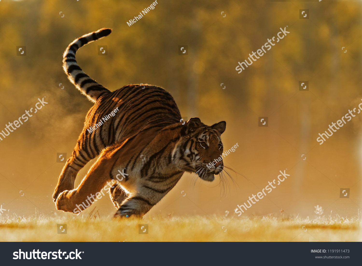 Siberian tiger (Panthera tigris tigris) shot in a very fast run