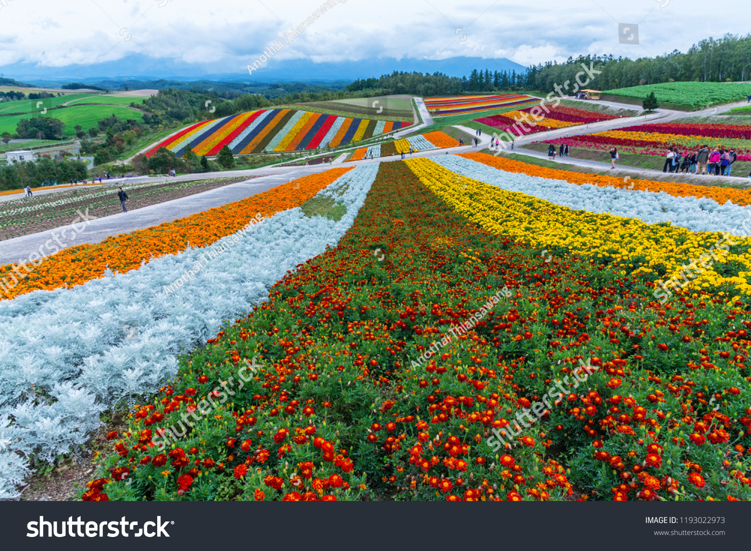 Biei Hokkaido Japan - September 27 2018: shikisai-no-oka Farm is one of the many farms in the hokkaido beautiful flowers farm colorful hill at Biei Hokkaido Japan