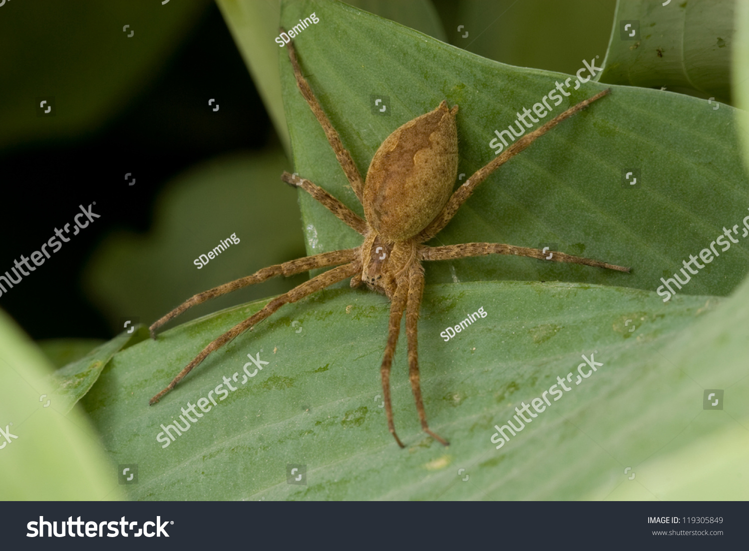 a nursery web spider (pisaurina mira) rests on a hosta leaf