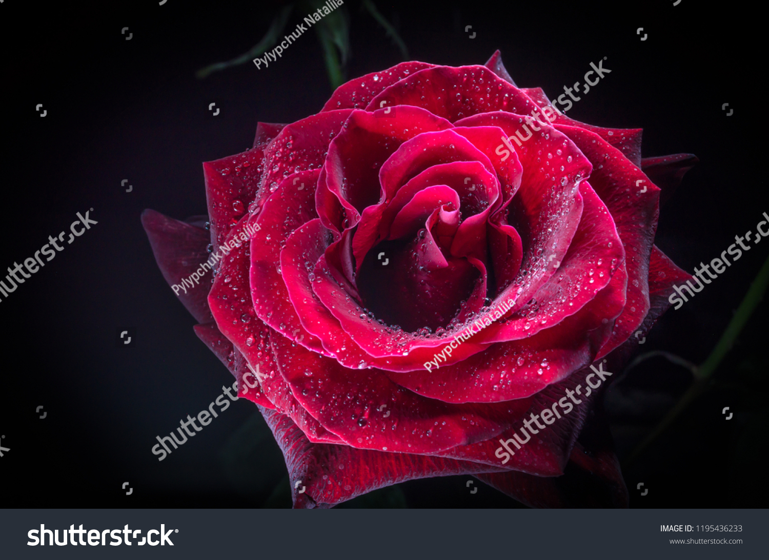 Beautiful red rose with drops of dew  on black background.