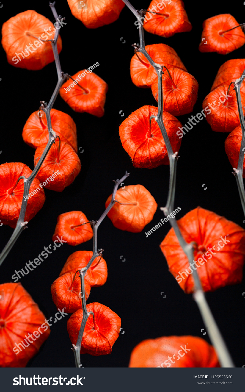 Vibrant red/orange decorative abstracted Japanese lantern branch (botanical: Physalis alkekengi) shot against a black background.