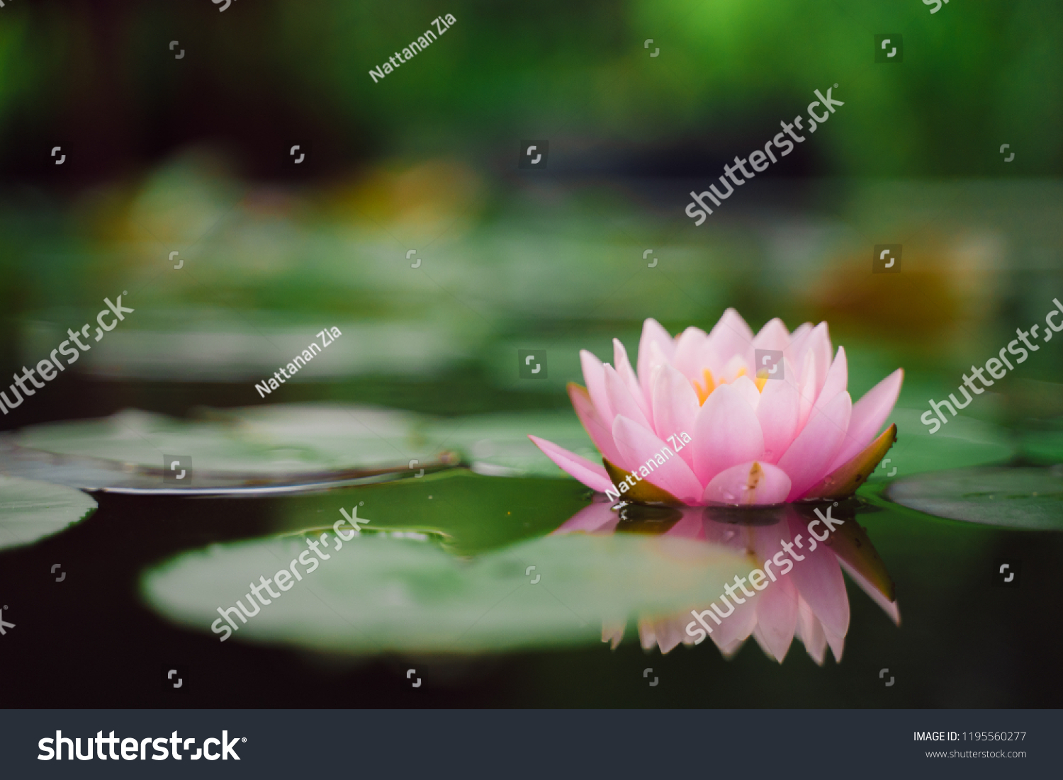 beautiful lotus flower on the water after rain in garden.