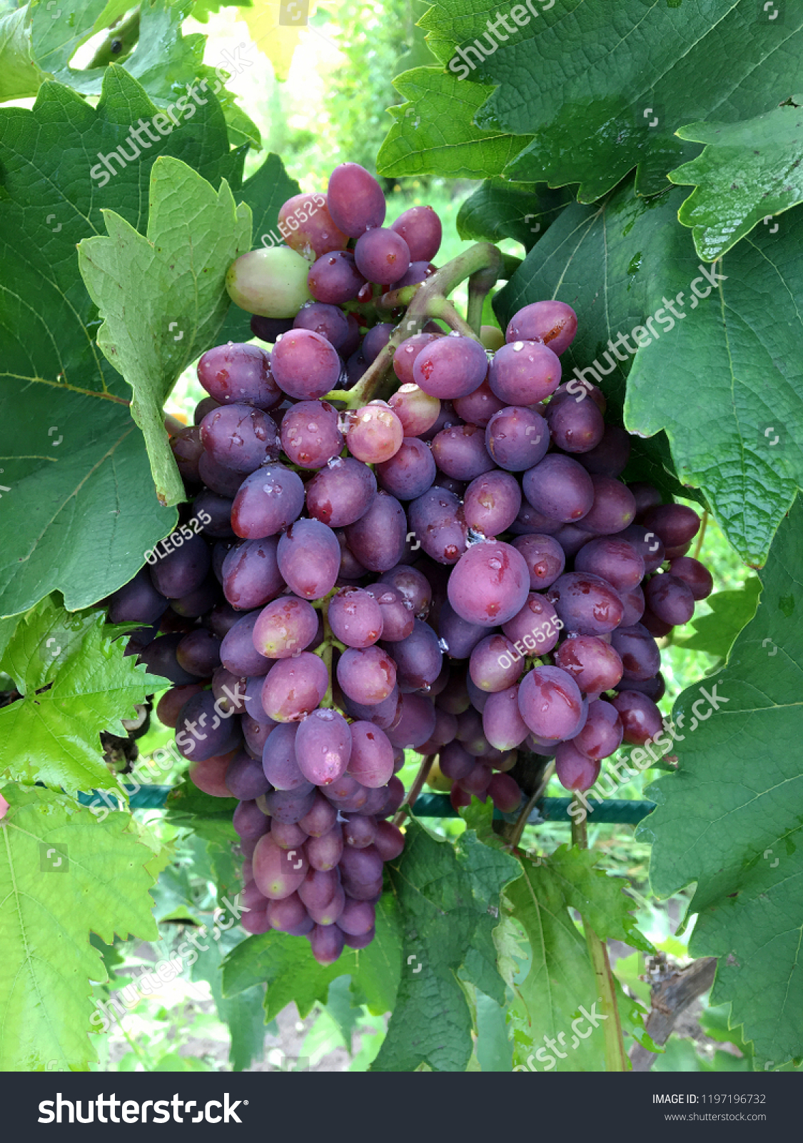 hangingbeautifulbunchesofgrapesoutdoorsinruralripetastygrapevine