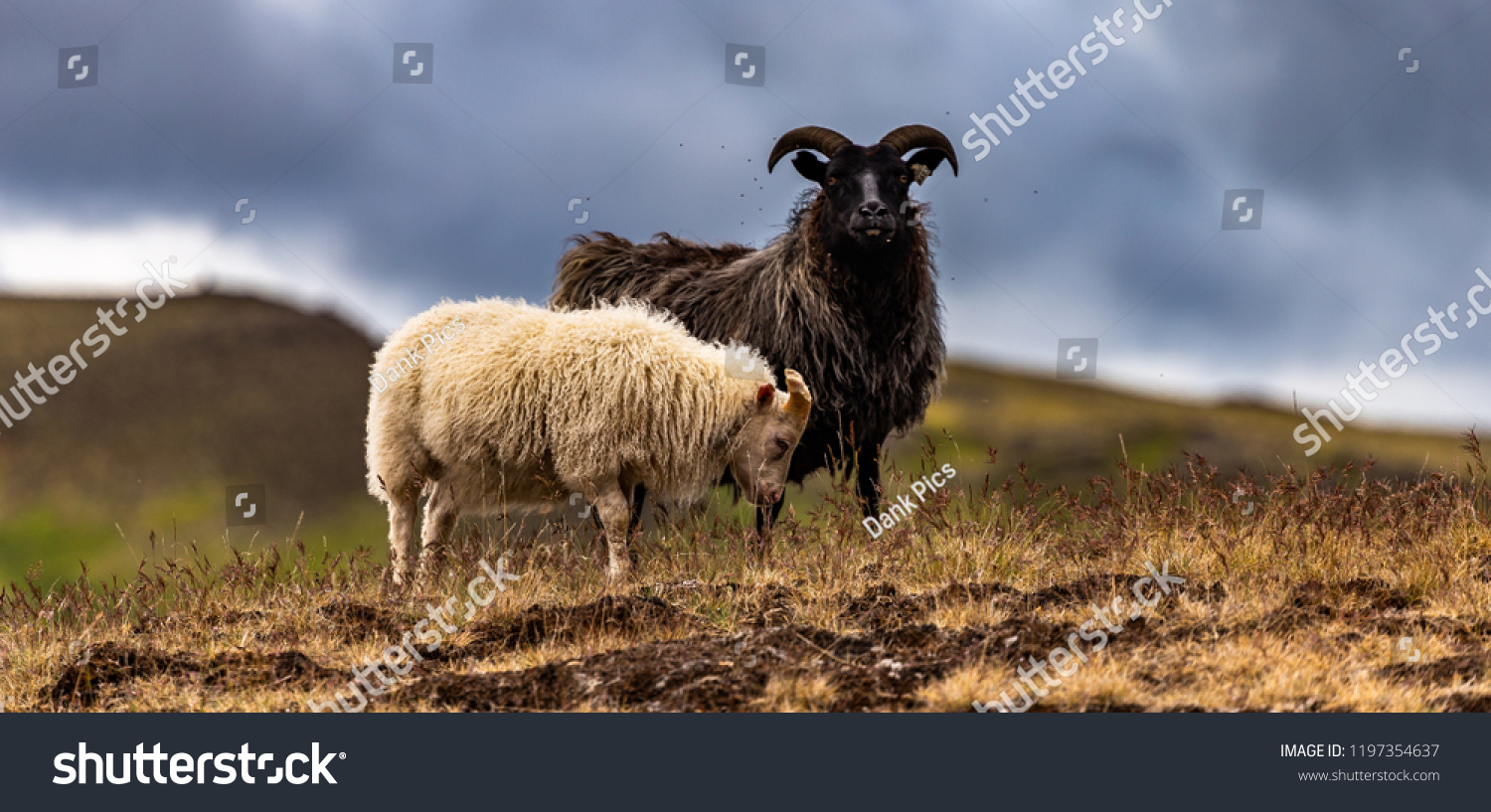 sheep in Iceland 