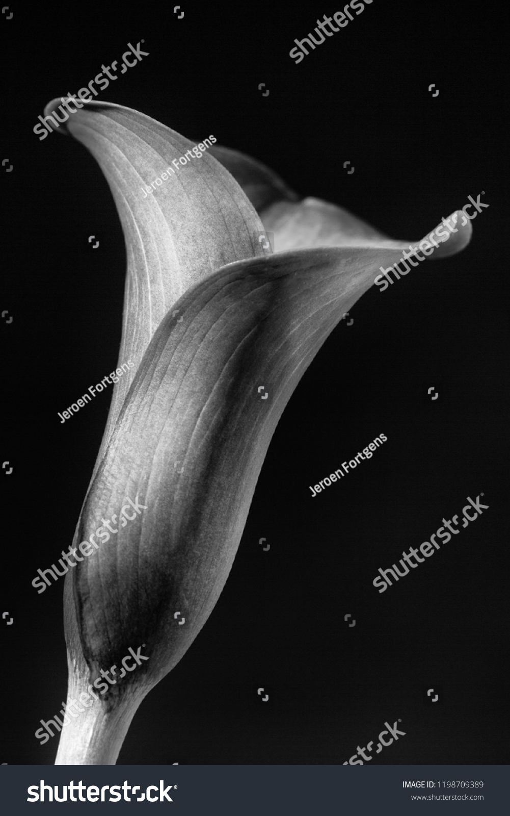 Beautiful black and white calla lily / arum lily (botanical: Zantedeschia aethiopica) shot against black background.
